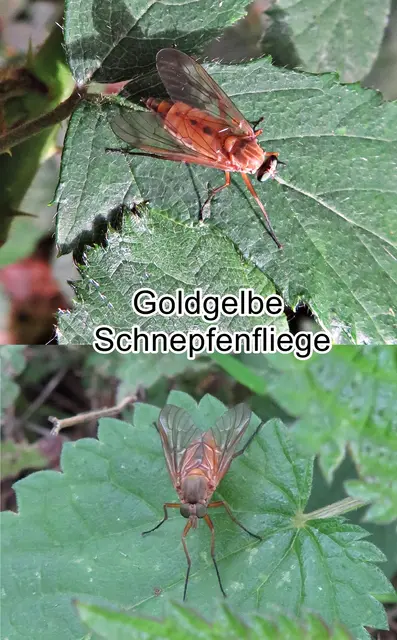 Goldgelbe Schnepfenfliege / Sumpfschnepfe (Rhagio tringarius) Carl von Linné 1758
Ordnung: Zweiflügler (Diptera) 
Unterordnung:	Fliegen (Brachycera)
Familie: Schnepfenfliegen (Rhagionidae)
Gattung:	Rhagio
Art: Goldgelbe Schnepfenfliege | Foto: GvMeegen