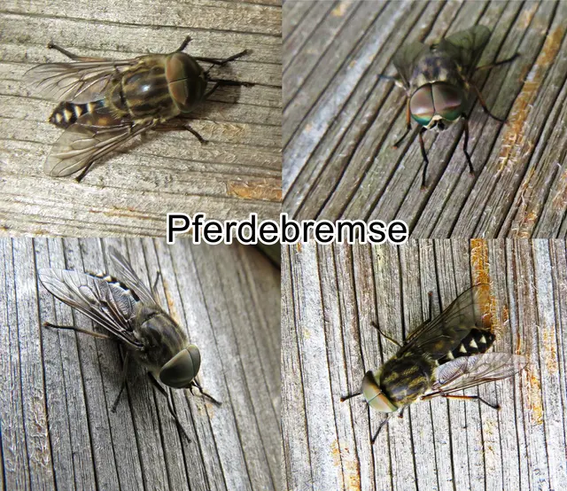 Pferdebremse (Tabanus sudeticus) Philipp Christoph Zeller 1842
Ordnung:	Zweiflügler (Diptera)
Unterordnung:	Fliegen (Brachycera)
Familie:	Bremsen (Tabanidae)
Gattung:	Tabanus
Art:	Pferdebremse | Foto: GvMeegen