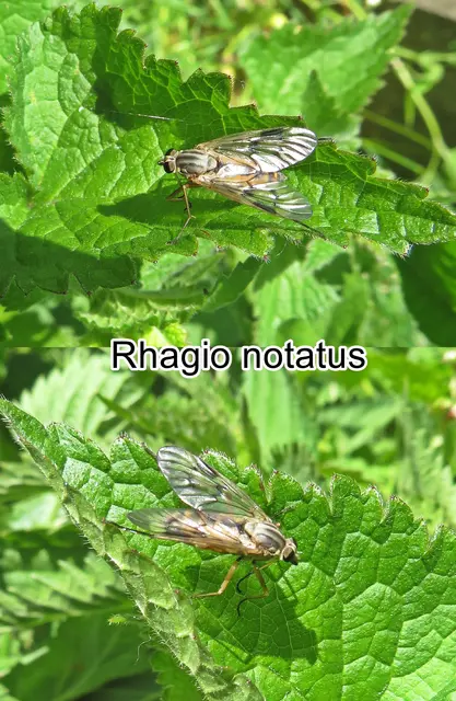 (ohne dt. Namen) Rhagio notatus  Johann Wilhelm Meigen 1820
Ordnung: Zweiflügler (Diptera) 
Unterordnung:	Fliegen (Brachycera)
Familie: Schnepfenfliegen (Rhagionidae)
Gattung: Rhagio
Art: Rhagio notatus | Foto: GvMeegen