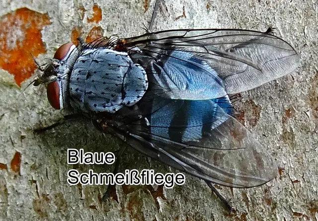 Blaue Schmeißfliege (Calliphora vicina) Jean-Baptiste Robineau-Desvoidy 1830
Ordnung:	Zweiflügler (Diptera)
Unterordnung:	Fliegen (Brachycera)
Familie:	Schmeißfliegen (Calliphoridae)
Gattung:	Blaue Schmeißfliegen (Calliphora)
Art: Blaue Schmeißfliege | Foto: GvMeegen