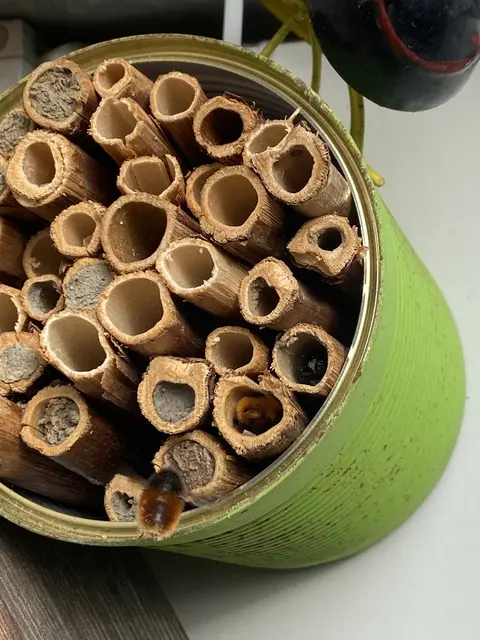 Gut besucht. Einige Röhren sind schon verschlossen | Foto: umbehaue