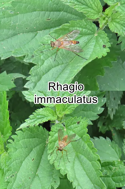(ohne dt. Namen) Rhagio immaculatus  Johann Wilhelm Meigen 1804
Ordnung: Zweiflügler (Diptera) 
Unterordnung:	Fliegen (Brachycera)
Familie: Schnepfenfliegen (Rhagionidae)
Gattung: Rhagio
Art: Rhagio immaculatus   | Foto: GvMeegen