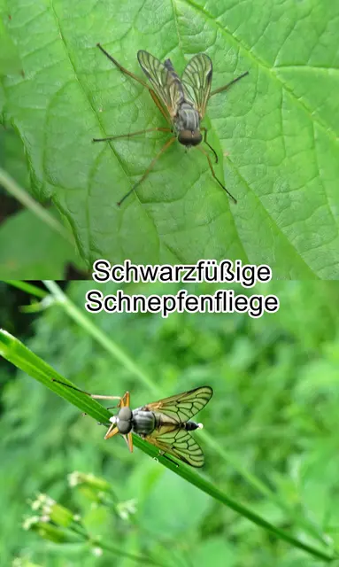 Schwarzfüßige Schnepfenfliege (Rhagio vitripennis) Johann Wilhelm Meigen 1820
Ordnung: Zweiflügler (Diptera) 
Unterordnung:	Fliegen (Brachycera)
Familie: Schnepfenfliegen (Rhagionidae)
Gattung: Rhagio
Art: Schwarzfüßige Schnepfenfliege | Foto: GvMeegen