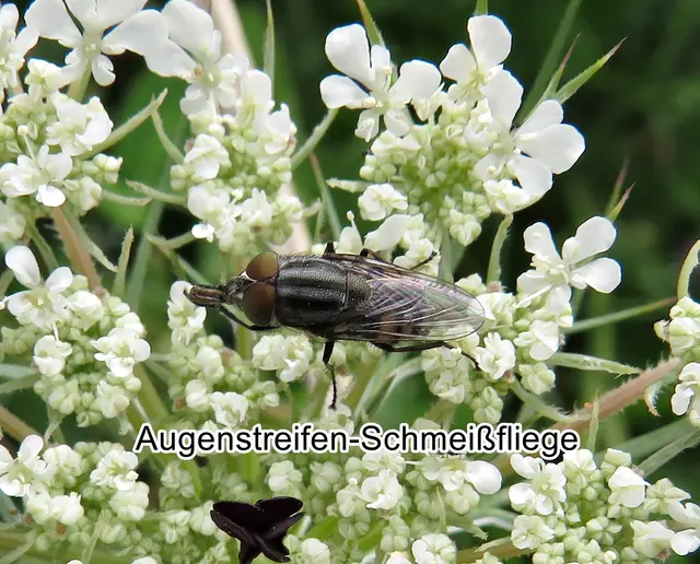 Augenstreifen-Schmeißfliege (Stomorhina lunata) Johann Christian Fabricius 1805
Ordnung:	Zweiflügler (Diptera)
Unterordnung:	Fliegen (Brachycera)
Familie:	Schmeißfliegen (Calliphoridae)
Unterfamilie:	Rhiniinae
Tribus:	Rhiniini
Gattung:	Stomorhina
Art: Augenstreifen-Schmeißfliege | Foto: GvMeegen
