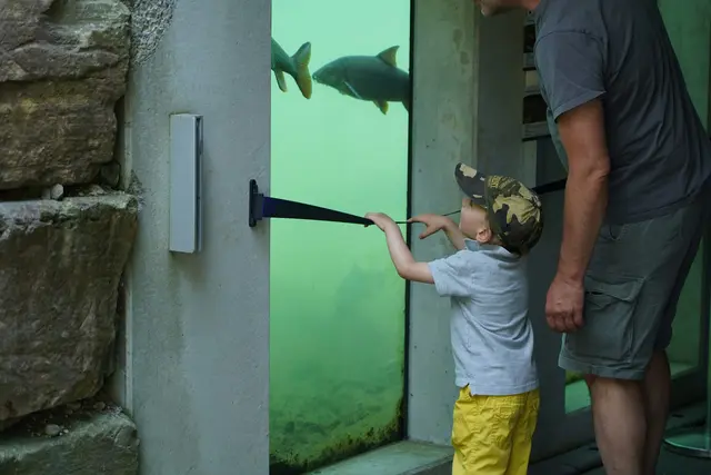Am Großaquarium können schwäbische Fische beobachtet werden. | Foto: Elisabeth Koislmeyer