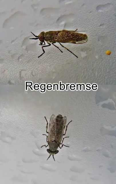 Regenbremse / Regenbogenbremse / Blinde Fliege / Gewitterbremse (Haematopota pluvialis) Carl von Linné 1758
Ordnung:	Zweiflügler (Diptera)
Unterordnung:	Fliegen (Brachycera)
Familie:	Bremsen (Tabanidae)
Gattung:	Haematopota
Art:	Regenbremse | Foto: GvMeegen