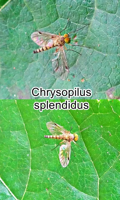 (ohne dt. Namen) Chrysopilus splendidus  Johann Wilhelm Meigen 1820
Ordnung: Zweiflügler (Diptera) 
Unterordnung:	Fliegen (Brachycera)
Familie: Schnepfenfliegen (Rhagionidae)
Gattung: Chrysopilus
Art: Chrysopilus splendidus | Foto: GvMeegen