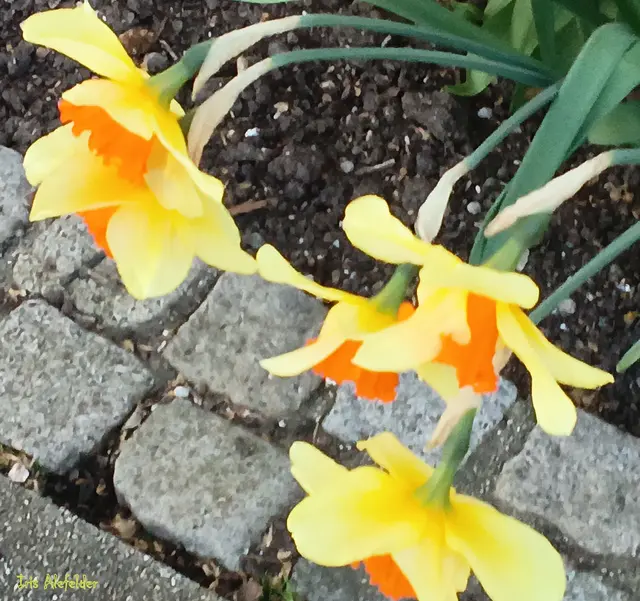 Foto: Iris Alefelder