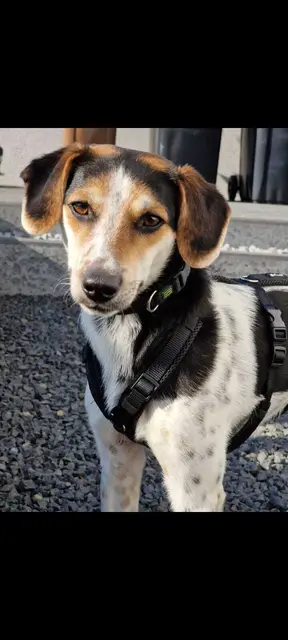 Luigi - jetzt Jackson | Foto: privat