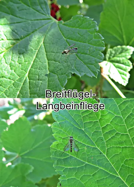 Breitflügel-Langbeinfliege (Sciapus platypterus) Johann Christian Fabricius 1805
Ordnung: Zweiflügler (Diptera) 
Unterordnung:	Fliegen (Brachycera)
Familie:	Langbeinfliegen (Dolichopodidae)
Unterfamilie:	Sciapodinae
Gattung:	Sciapus
Art: Breitflügel-Langbeinfliege | Foto: GvMeegen