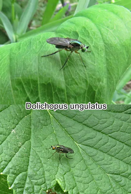 (ohne dt. Namen) Dolichopus ungulatus  Carl von Linné 1758
Ordnung: Zweiflügler (Diptera) 
Unterordnung:	Fliegen (Brachycera)
Familie:	Langbeinfliegen (Dolichopodidae)
Gattung:	Dolichopus
Art: Dolichopus ungulatus | Foto: GvMeegen