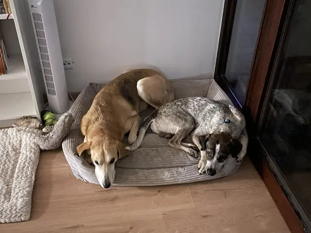 Eddi mit seinem großen Bruder | Foto: privat