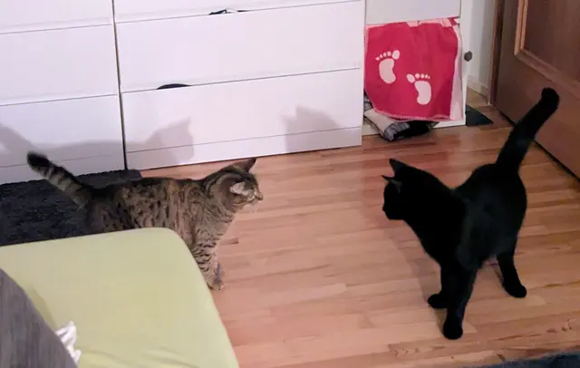 Zicke mit Freundin | Foto: privat