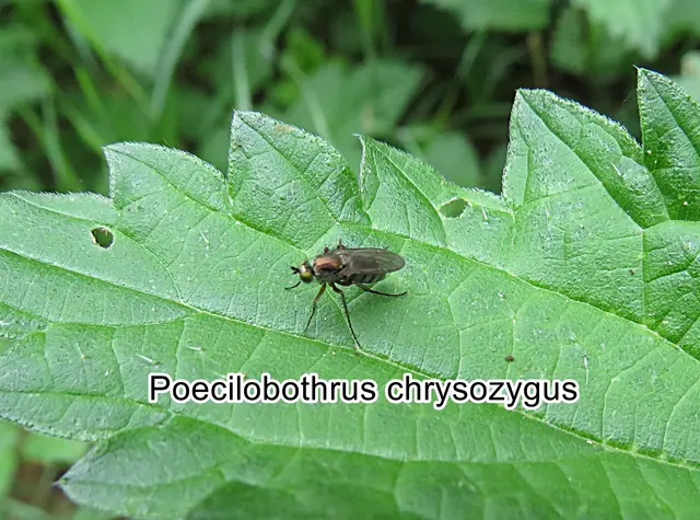 (ohne dt. Namen) Poecilobothrus chrysozygus  Christian Rudolph Wilhelm Wiedemann 1817
Ordnung: Zweiflügler (Diptera) 
Unterordnung:	Fliegen (Brachycera)
Familie:	Langbeinfliegen (Dolichopodidae)
Gattung: Poecilobothrus
Art: Poecilobothrus chrysozygus | Foto: GvMeegen