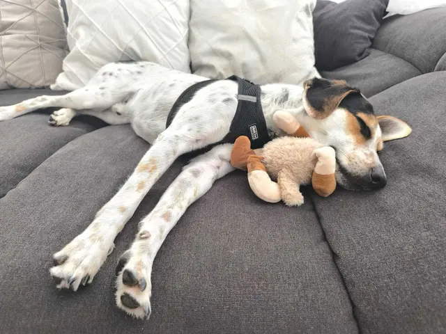 Luigi - jetzt Jackson | Foto: privat
