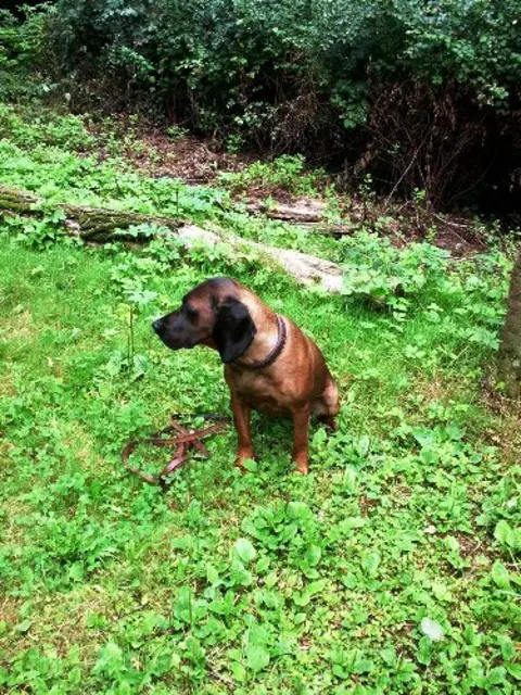 Hannoverscher Schweißhund u.a. Hunderasse- Hund  von Elten 1835 | Foto: Winfried Gehrke