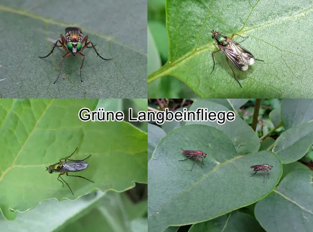 Grüne Langbeinfliege (Poecilobothrus nobilitatus) Carl von Linné 1767
Ordnung: Zweiflügler (Diptera) 
Unterordnung:	Fliegen (Brachycera)
Überfamilie:	Empidoidea
Familie:	Langbeinfliegen (Dolichopodidae)
Unterfamilie:	Dolichopodinae
Gattung:	Poecilobothrus
Art: Grüne Langbeinfliege | Foto: GvMeegen