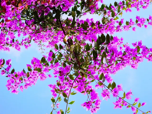 .....Nicht alle Bäume wachsen in den Himmel... Und vielleicht läutet manche Aussage bereits das Ende einer Kanzlerschaft ein...