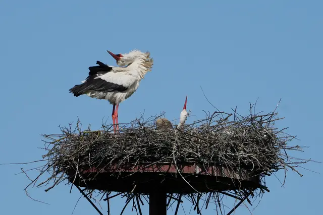 
Begrüßung mit Schnabelklappern, oft Teil eines festen Balz- oder Nestrituals, bei dem die Vögel ihre Köpfe weit in den Nacken werfen. 