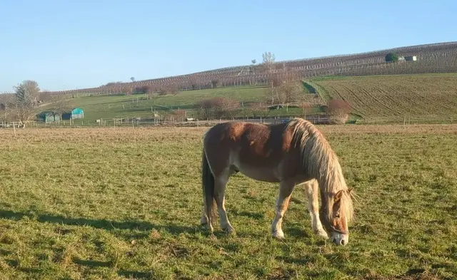Bonnheimer Hof, Hackenheim | Foto: Astrid Günther