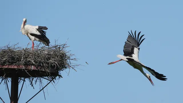 
Abflug zur Nahrungssuche in der Nähe Foto Volkmar Brockhaus | Foto: Volkmar Brockhaus 