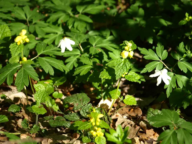 Sie zeigen: der Frühling ist da!