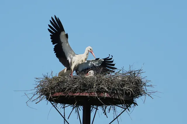 Brutablösung kommt, diese erfolgt mehrmals täglich, damit der Partner/in auf Nahrungssuche gehen kann. | Foto: Foto Volkmar Brockhaus