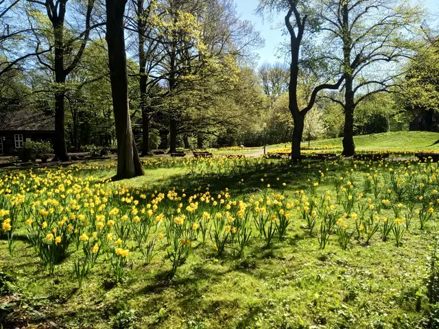 Blumenfeld bei der Alten Mühle