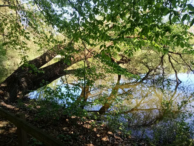 Wann fällt der Baum ins Wasser?