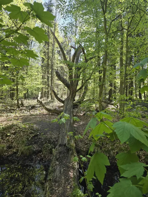 Naturbrücke über den Landwehrgraben?
