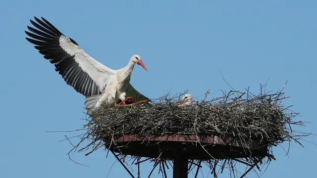 Brutablösung kommt, diese erfolgt mehrmals täglich, damit der Partner/in auf Nahrungssuche gehen kann. | Foto: Foto Volkmar Brockhaus