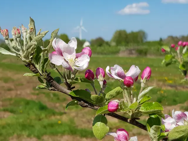 Zart, weiß-rosa gefärbte Apfelblüte