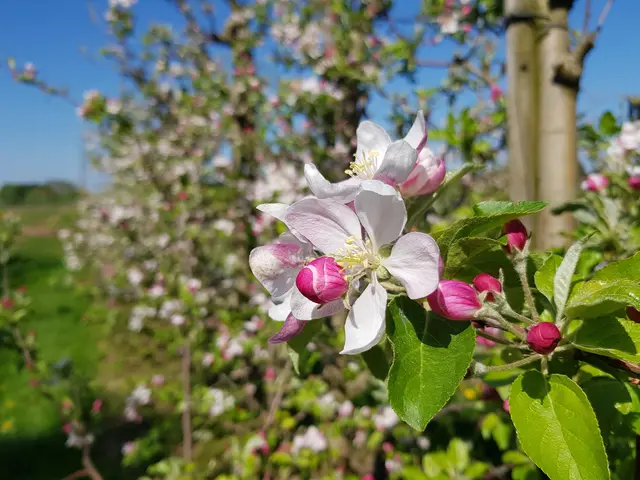 Apfelblüte am Niederrhein