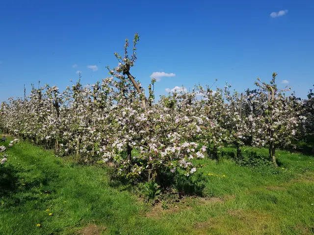 Obstplantage im Frühling