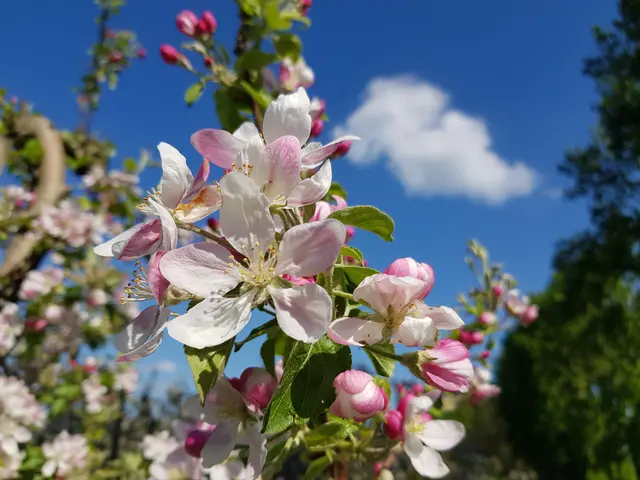 Apfelblüten - Himmel
