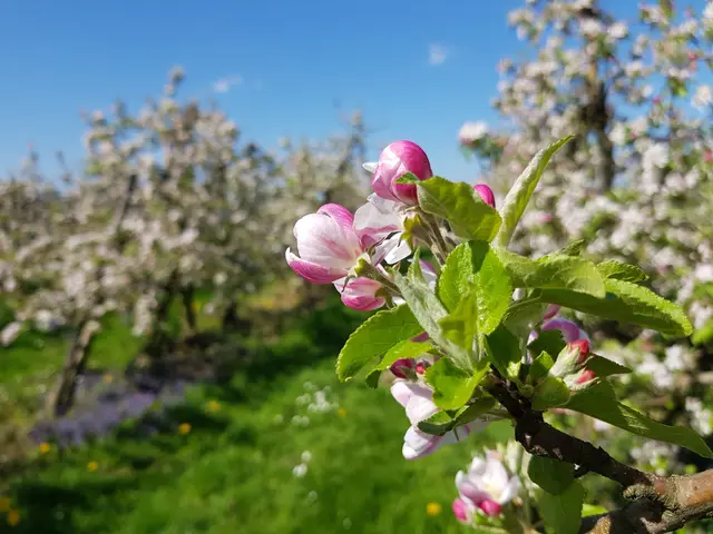 Apfelblüte am Niederrhein
