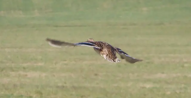 Ausschnitt aus dem Oriinal-Foto. | Foto: M. A.