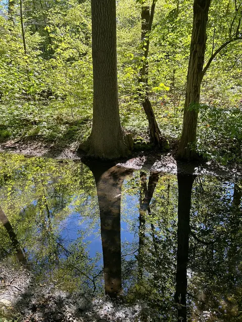 Schöne Spiegelung