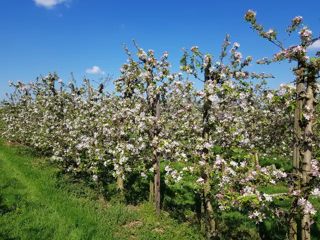 Apfelhof am Niederrhein