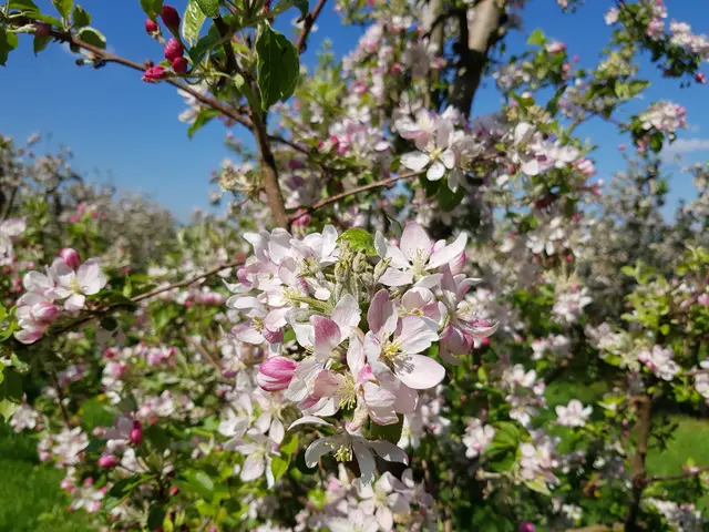 In voller Blüte: Apfelblüte in weiß-rosa
