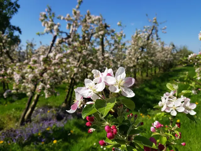 Apfelblüte am Niederrhein