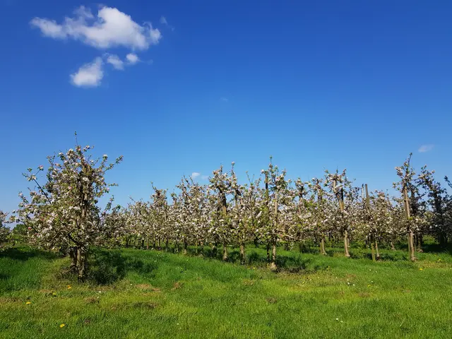Apfelbaumplantage im Frühling
