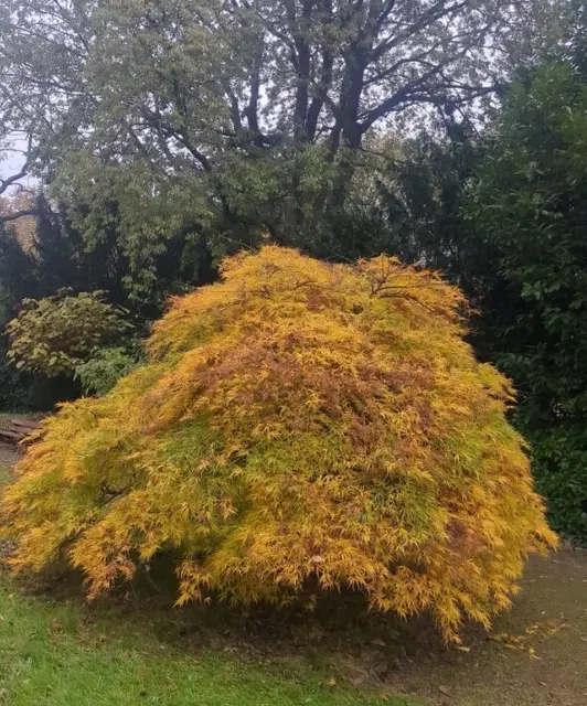 Botanischer Garten Duisburg-Hamborn | Foto: Astrid Günther