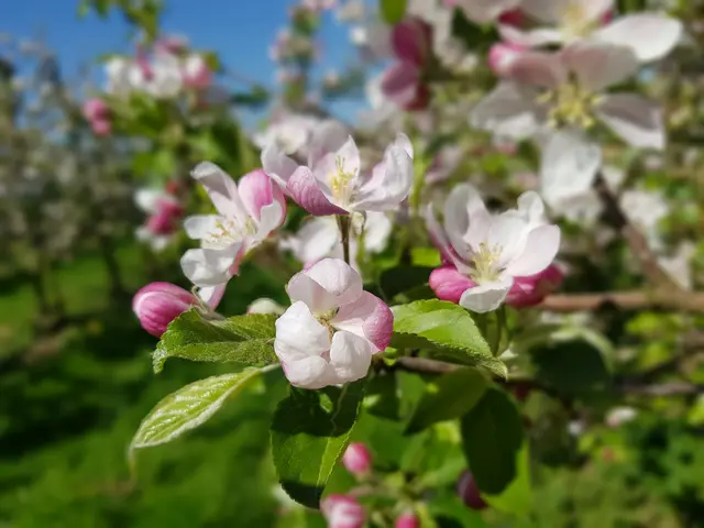 Zart, weiß-rosa gefärbte Apfelblüten