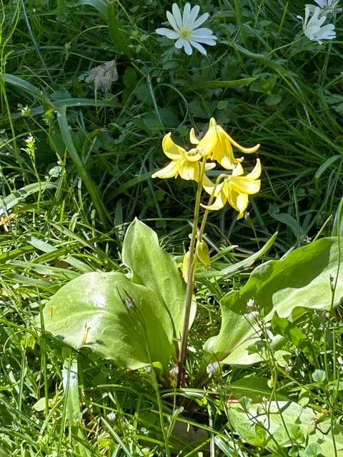 Stern-Hundszahn (Erythronium tuolumnense)