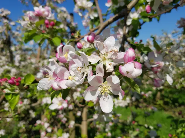 Apfelblüte am Niederrhein