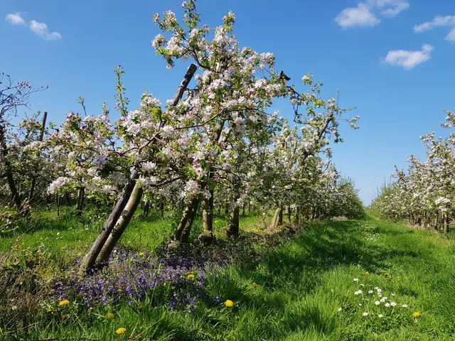 Obstplantage im Frühling