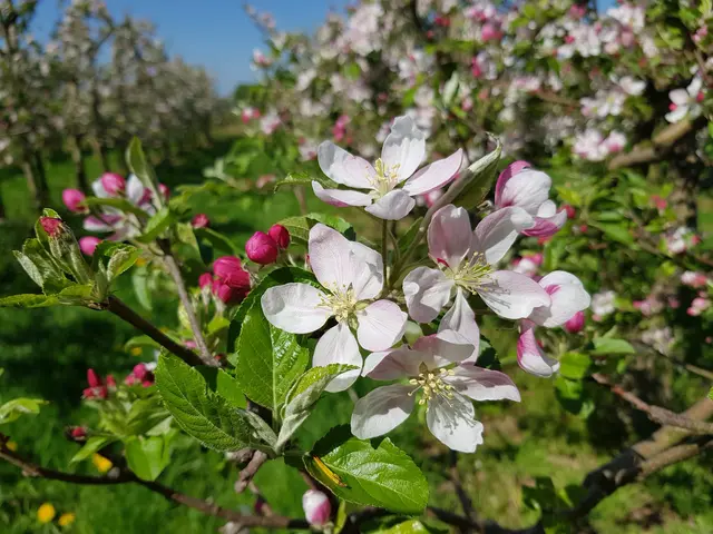 Apfelblüte in weiß-rosa
