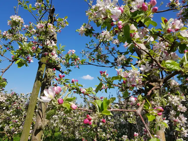 Apfelbäume in voller Blüte
