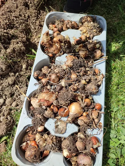 Blumenzwiebel Sammel Aktion eine Initiative des Bund Naturschutz Gersthofen | Foto: Foto Claudia Wegele